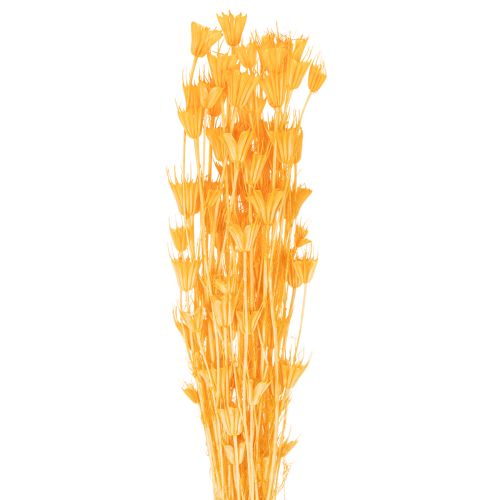 Floristik24 Nigella Trockenblumen Arrangement zur langfristigen Nutzung Eleganter Hingucker 70cm 50g