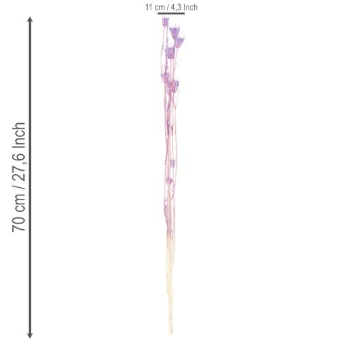 Artikel Trockenblumen Nigella Strauß Dekorative Nutzung im Wohnzimmer einzigartiges Ambiente schaffen 70cm 50g