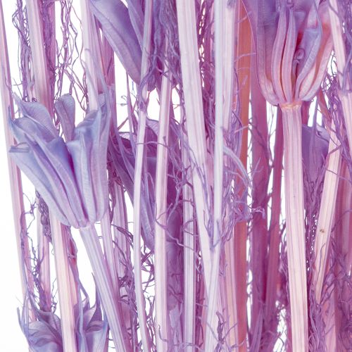 Artikel Trockenblumen Nigella Strauß Dekorative Nutzung im Wohnzimmer einzigartiges Ambiente schaffen 70cm 50g