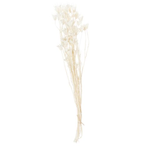 Artikel Trockenblumen Nigella Bund Edle Naturdeko für exklusive Einrichtung 70cm 50g