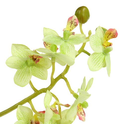 Floristik24 Orchidee 97cm Hellgrün