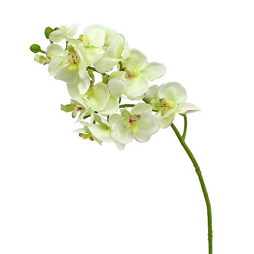 Artikel Orchidee Hellgrün 56cm 6St