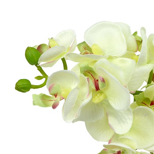 Artikel Orchidee Hellgrün 56cm 6St