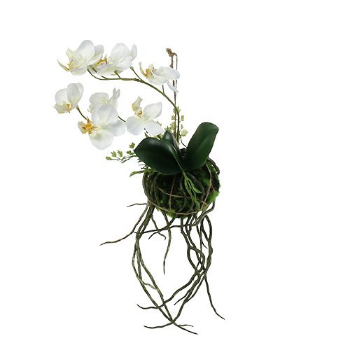 Orchidee Phalaenopsis zum Hängen H26cm Creme