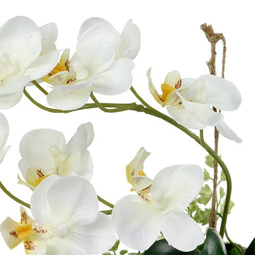 Floristik24 Orchidee Phalaenopsis zum Hängen H26cm Creme