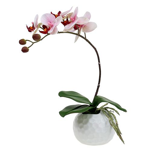 Floristik24 Orchidee Rosa im Keramiktopf 31cm
