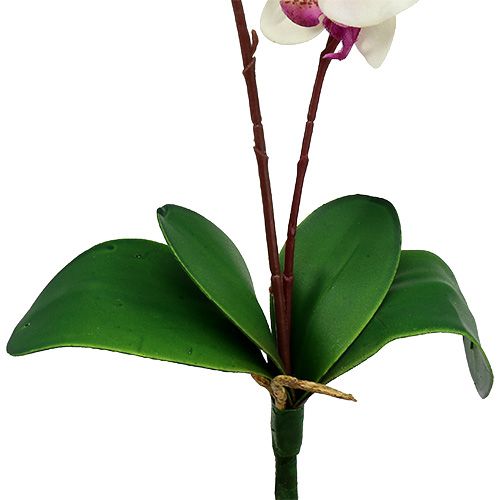 Floristik24 Orchidee mit 2 Zweigen 60cm Weiß-Rosa