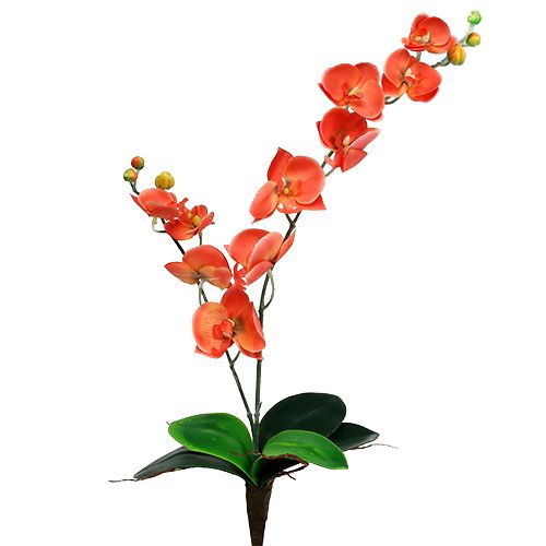 Floristik24 Orchidee zwei Äste 60cm Orange