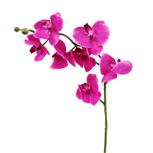 Floristik24 Orchidee Phalaenopsis Pink 75cm
