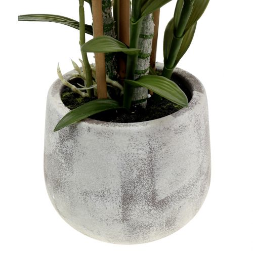 Floristik24 Orchidee im Topf Violett H55cm