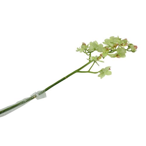 Floristik24 Orchidee 56cm Hellgrün