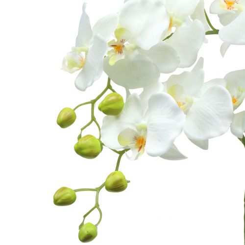 Floristik24 Orchidee Weiß auf Erdballen 65cm