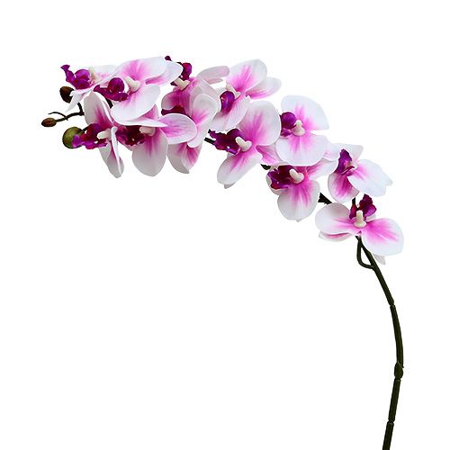 Floristik24 Orchideenzweig Weiß-Rosa L58cm