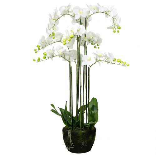 Floristik24 Orchidee Weiß auf Erdballen 118cm