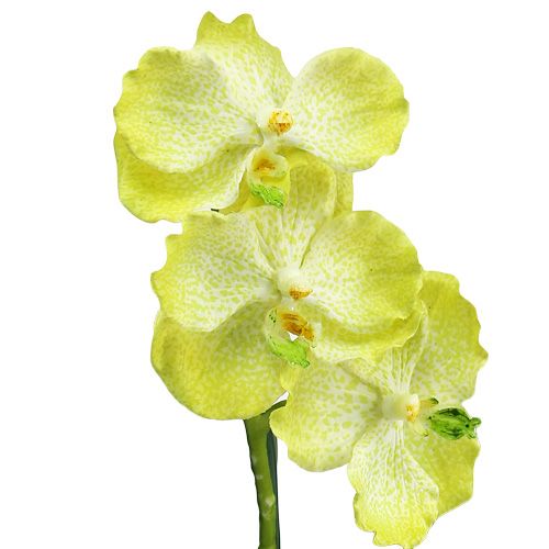 Artikel Orchidee mit Wurzeln Hellgrün L43cm