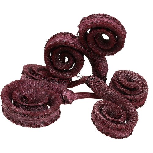 Floristik24 Palm Male Rot, weißgewaschen 25 St