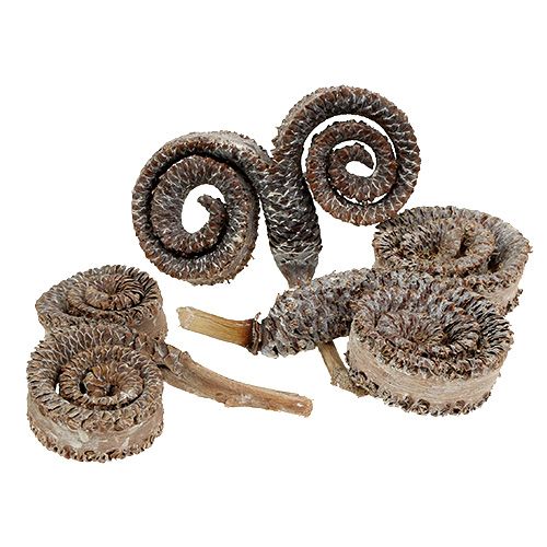 Floristik24 Palm Male Weiß gewaschen 25 St