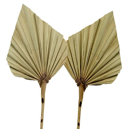 Floristik24 Palmspear Natur 100 St