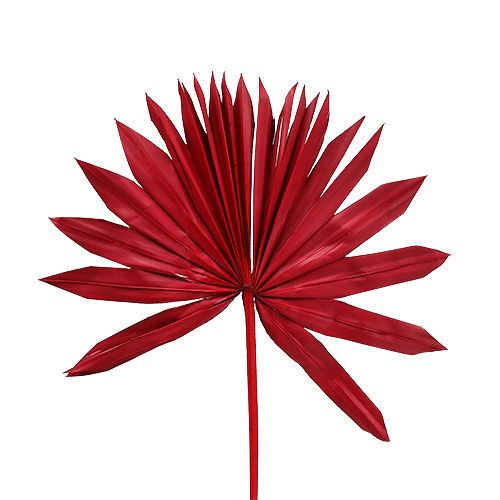Floristik24 Palmspear Sun mini Rot 50 St