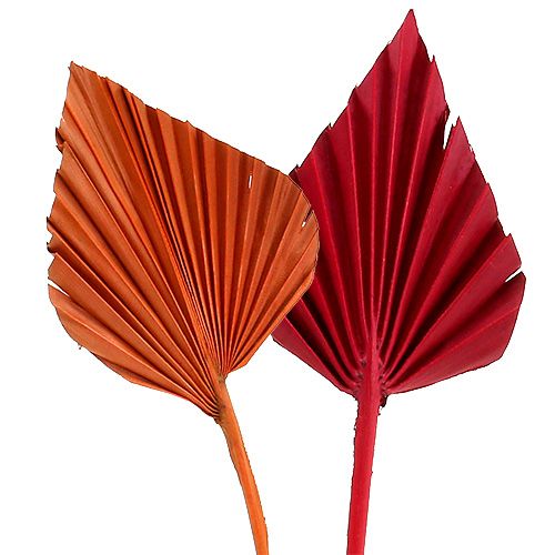 Palmspear sortiert Rot/Orange 50 St