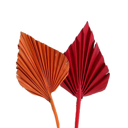 Floristik24 Palmspear mini sort. Rot/Orange 100St