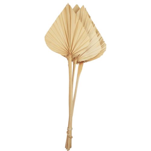 Palmspear Palmenblätter Naturdeko Gebleicht 12,5×38cm 4St