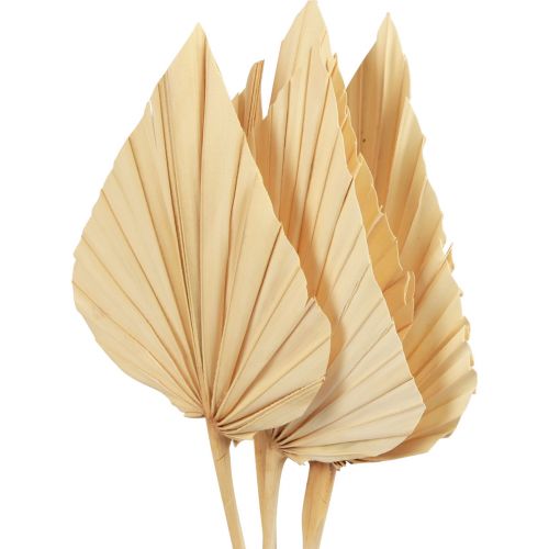 Floristik24 Palmspear Palmenblätter Naturdeko Gebleicht 12,5×38cm 4 St