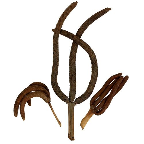 Palmzapfen 3-fach Naturdeko 10 St