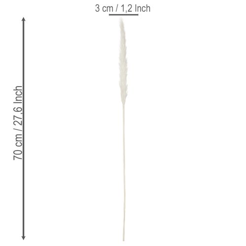 Pampasgras Trockenblumen 70 cm gebleicht Creme 15 Stiele | Floristik24.ch