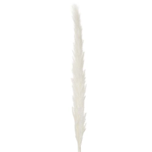 Pampasgras Trockenblumen 70 cm gebleicht Creme 15 Stiele | Floristik24.ch
