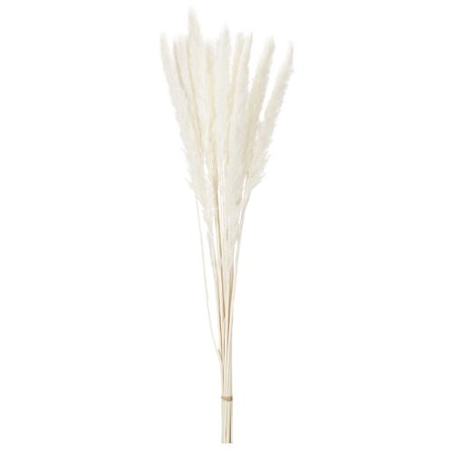 Pampasgras Trockenblumen 70 cm gebleicht Creme 15 Stiele | Floristik24.ch