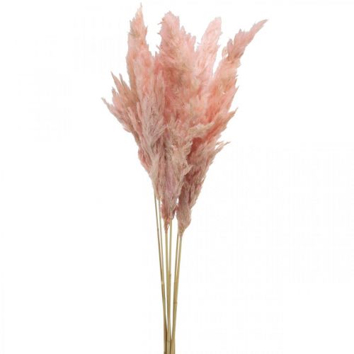 Artikel Pampasgras getrocknet Rosa Trockenfloristik 65-75cm 6St im Bund
