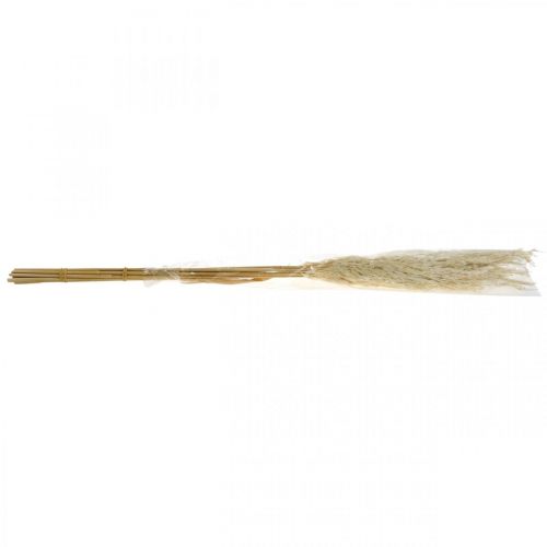 Floristik24 Pampasgras getrocknet Gebleicht 75cm Für Trockenstrauß Bund mit 10 St