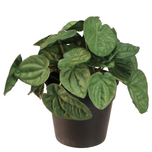 Artikel Peperomia Green Twist - Robuste, dekorative Zimmerpflanze im Topf 20cm
