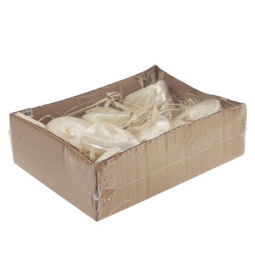 Floristik24 Perlmutt Kreiselschnecke Meeresschnecken Deko 5–6cm 6St