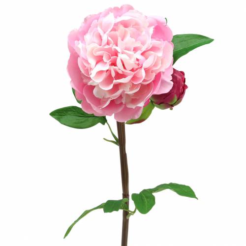 Floristik24 Pfingstrose Kunstblume mit Blüte und Knospe Rosa 68cm