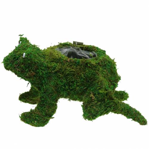 Floristik24 Pflanzgefäß Frosch mit Moos Grün 35×25cm H21cm