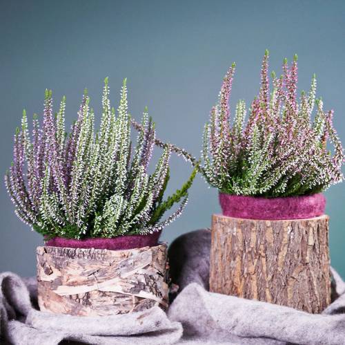 Floristik24 Pflanzgefäß rund Birke Topf Ø17/23cm 2St