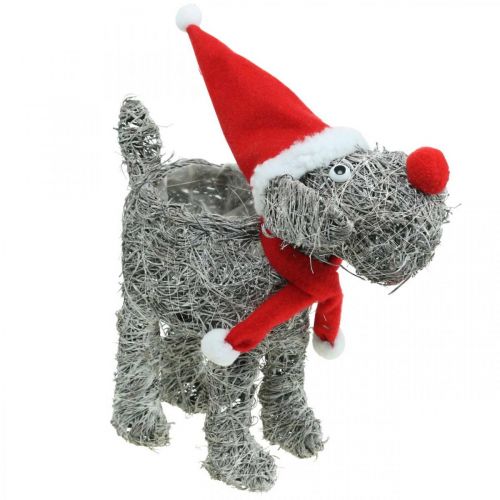 Floristik24 Hund zum Bepflanzen, Weihnachtsdeko, Pflanzkorb, Advent H30cm L29,5cm