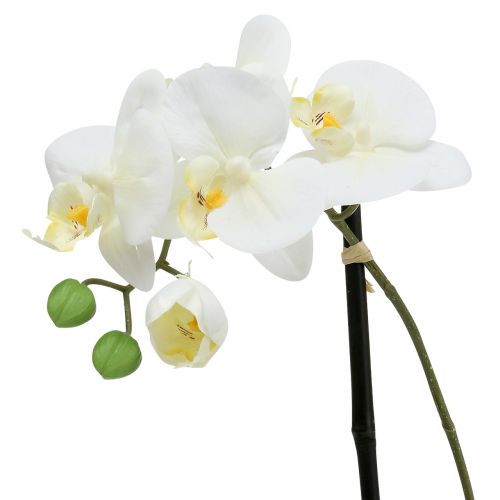 Artikel Phalaenopsis Weiß in Schale Blumendeko H38cm