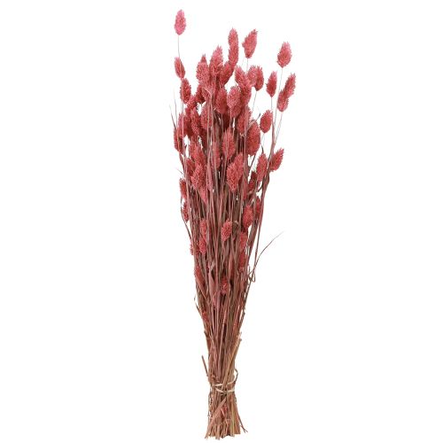 Floristik24 Phalaris Glanzgras Trockenblumen Pink 64cm 70g × 2St
