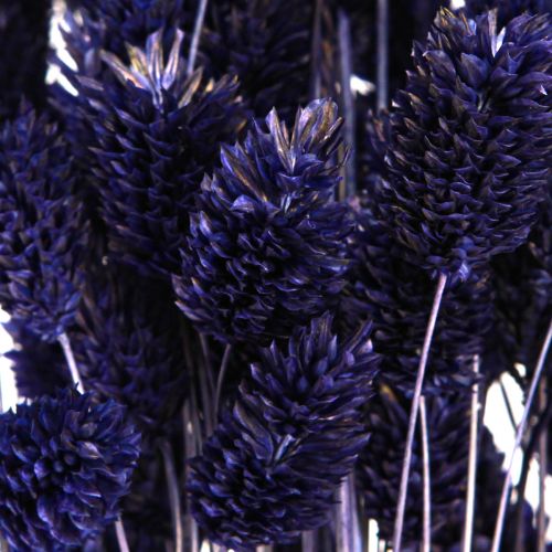 Artikel Phalaris Violett Getrocknetes Deko Gras 50-55cm 100g