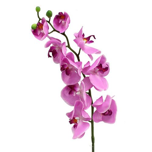 Orchidee Phalaenopsis Pink 77cm