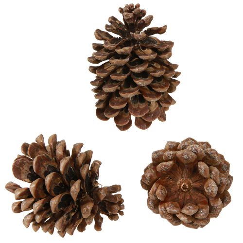Floristik24 Pinus Pinea Echte Zapfen Groß Pinie Natur H10-12cm 50 St