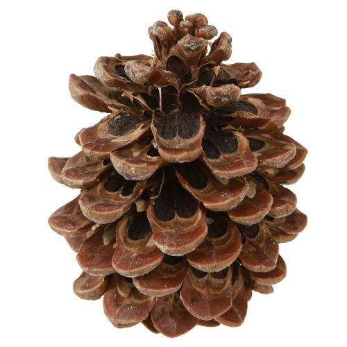 Artikel Pinus Pinea Echte Zapfen Groß Pinie Natur H10-12cm 50 St