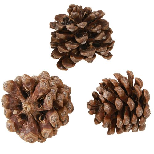 Pinus Pinea Mittelgroß Pinienzapfen Natur 8-10cm 50 St