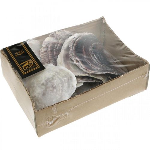 Floristik24 Capiz-Muscheln, natürliche Muschelschalen, Naturartikel Perlmuttfarben, Violett 4–16cm 430g