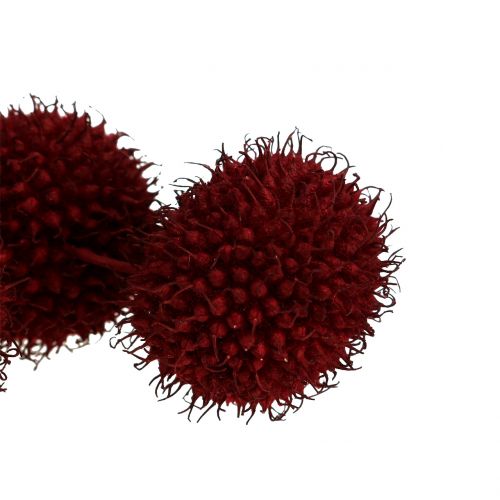 Floristik24 Platanen Früchte getrocknet Dunkelrot 250g