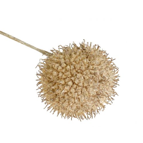 Floristik24 Platanen Früchte Weiß gewaschen 250g