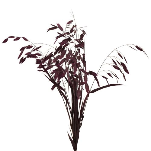 Plattährengras Trockengras Chasmantium Lila 70cm 10 St